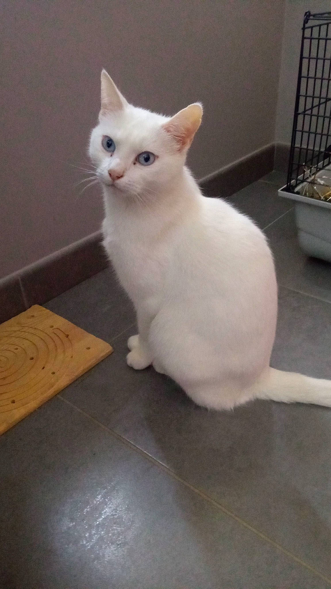 Sethi participe au concours pour gagner de l'argent avec cette photo : box, carnivore, carton, cat, comfort, composite_material, domestic_short_haired_cat, felidae, flooring, fur, hardwood, paw, pet_supply, shipping_box, small_to_medium_sized_cats, tail, terrestrial_animal, whiskers, wood