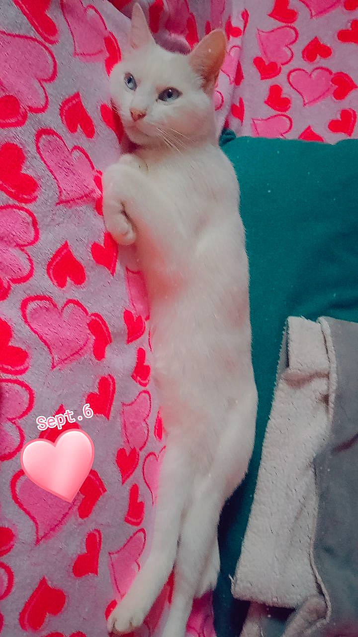 Sethi participe au concours pour gagner de l'argent avec cette photo : carmine, carnivore, cat, comfort, fawn, felidae, foot, fur, magenta, nail, pattern, paw, peach, pink, red, small_to_medium_sized_cats, tail, textile, whiskers, white