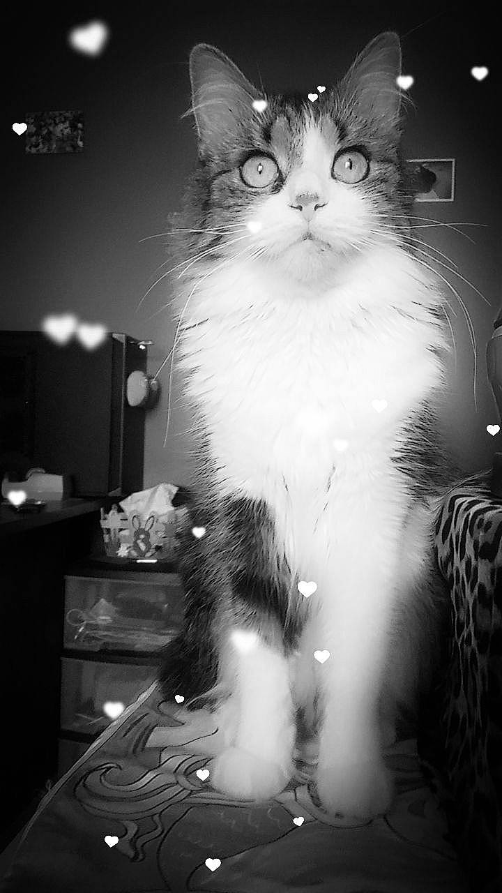 Luna participe au concours pour gagner de l'argent avec cette photo : black, black_and_white, carnivore, cat, darkness, domestic_short_haired_cat, event, felidae, flash_photography, fur, monochrome, monochrome_photography, photograph, small_to_medium_sized_cats, snapshot, stock_photography, style, tail, whiskers, white