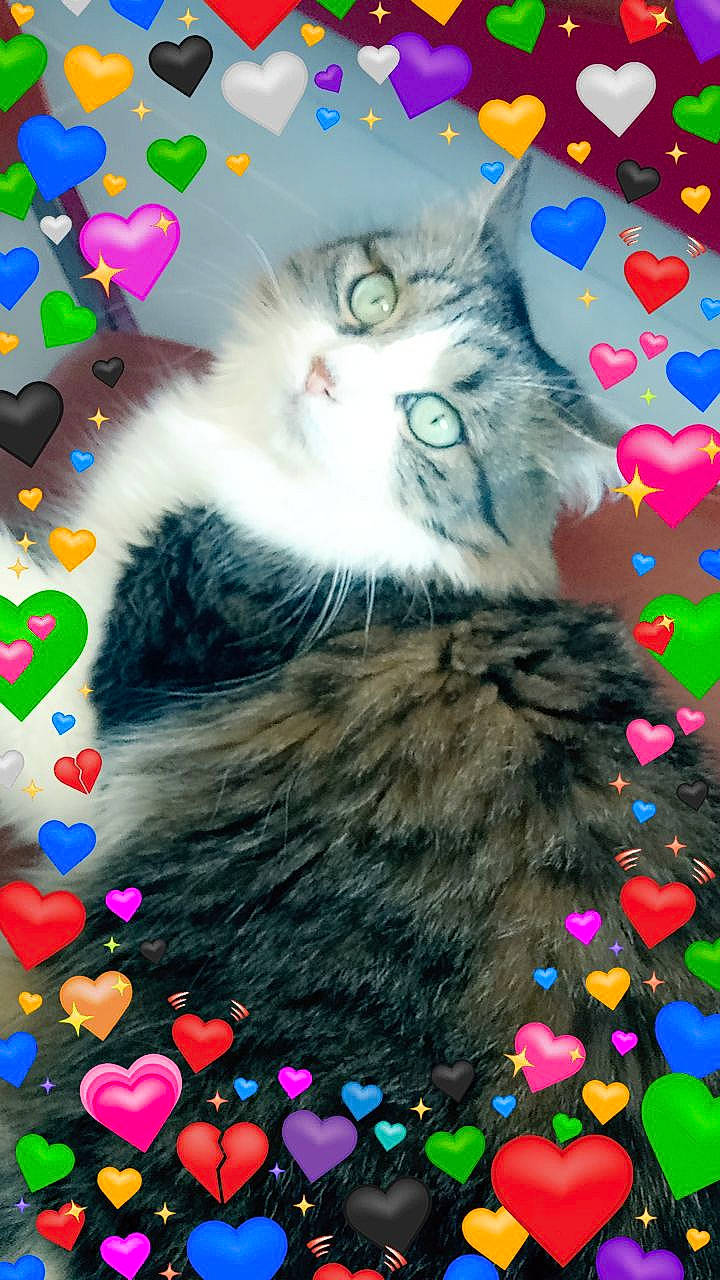 Luna a rejoint le concours — aidez-le/la à gagner de superbes lots ! art, carnivore, cat, creative_arts, event, felidae, fur, graphics, mammal, nature, organism, painting, small_to_medium_sized_cats, snapshot, snout, tail, terrestrial_animal, visual_arts, whiskers, window