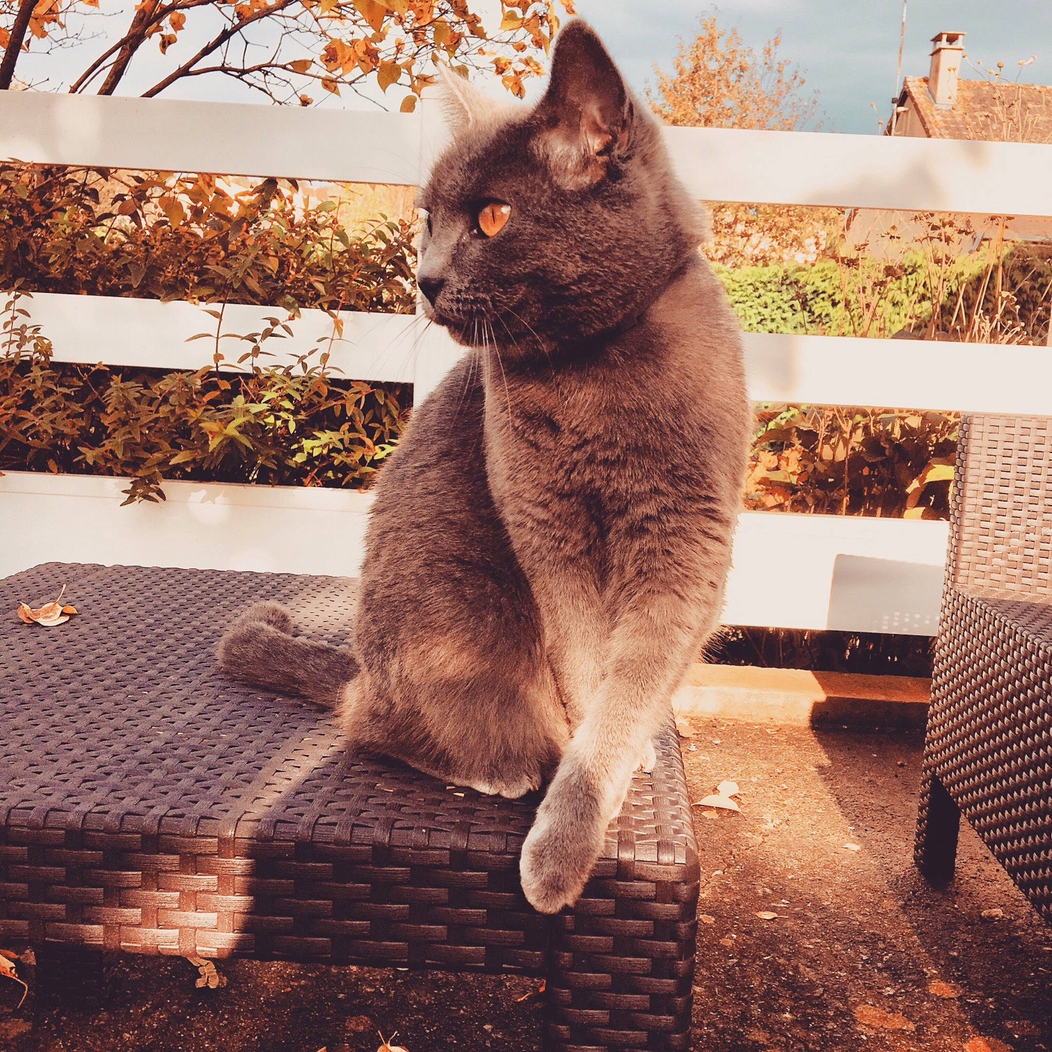 Litchee a rejoint le concours — aidez-le/la à gagner de superbes lots ! asian, british_shorthair, carnivore, cat, domestic_short_haired_cat, european_shorthair, felidae, fur, kitten, metal, sky, small_to_medium_sized_cats, snout, tail, whiskers, window
