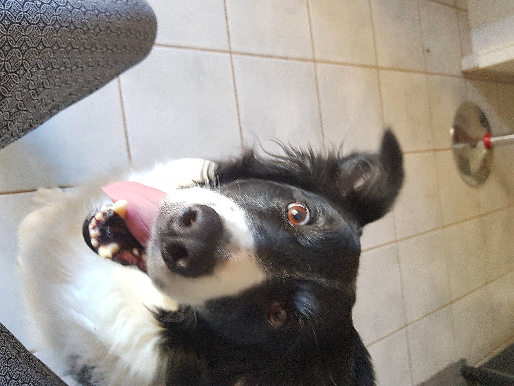 Idefix a rejoint le concours — aidez-le/la à gagner de superbes lots ! canidae, carnivore, comfort, companion_dog, dog, dog_breed, dog_supply, ear, flooring, foot, fur, herding_dog, mammal, paw, pet_supply, snout, terrestrial_animal, whiskers, working_animal, working_dog