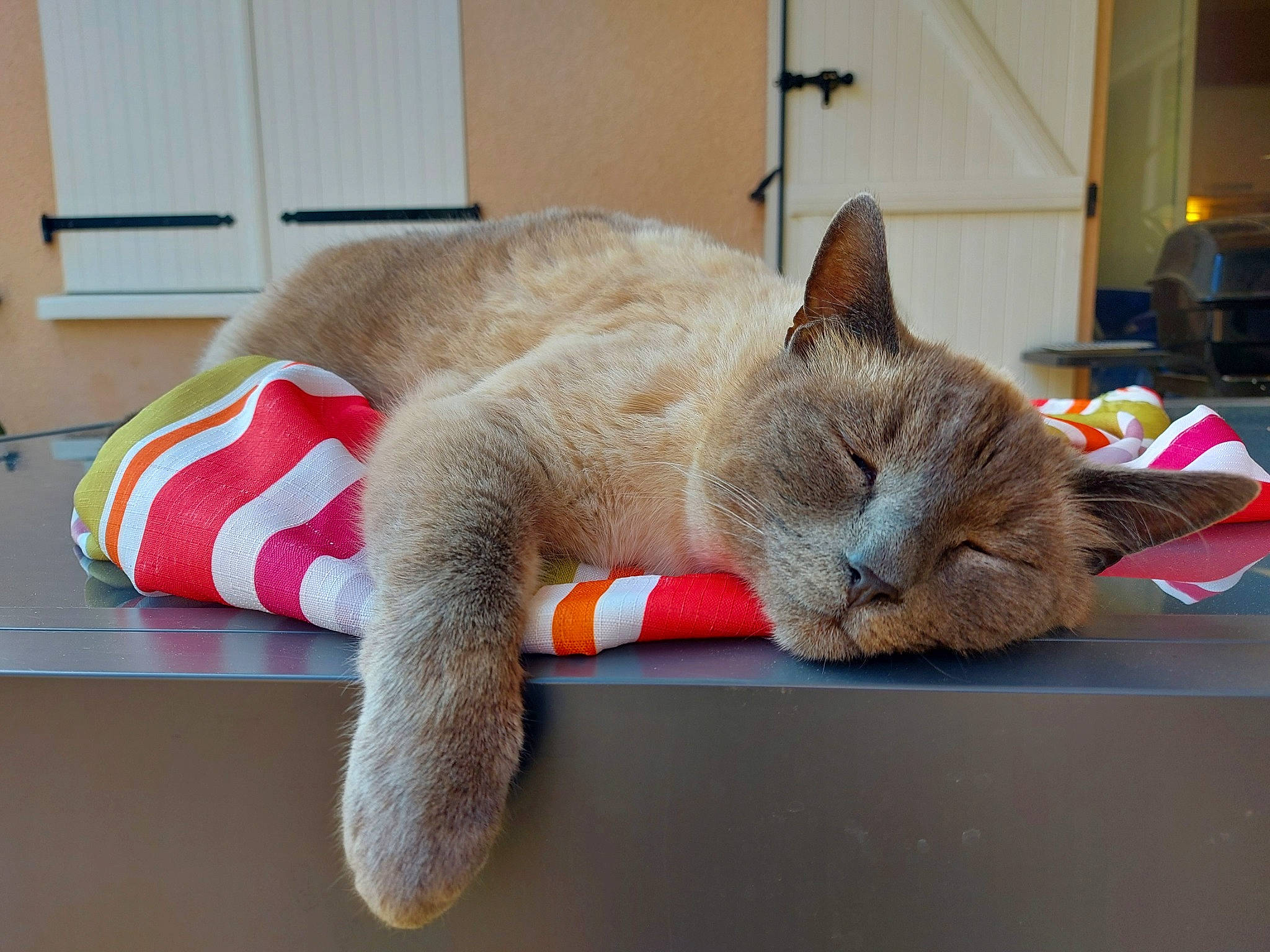 Jackson a rejoint le concours — aidez-le/la à gagner de superbes lots ! carnivore, cat, cat_bed, cat_supply, chartreux, claw, comfort, domestic_short_haired_cat, fawn, felidae, fur, grey, korat, nap, paw, sleep, small_to_medium_sized_cats, tail, whiskers