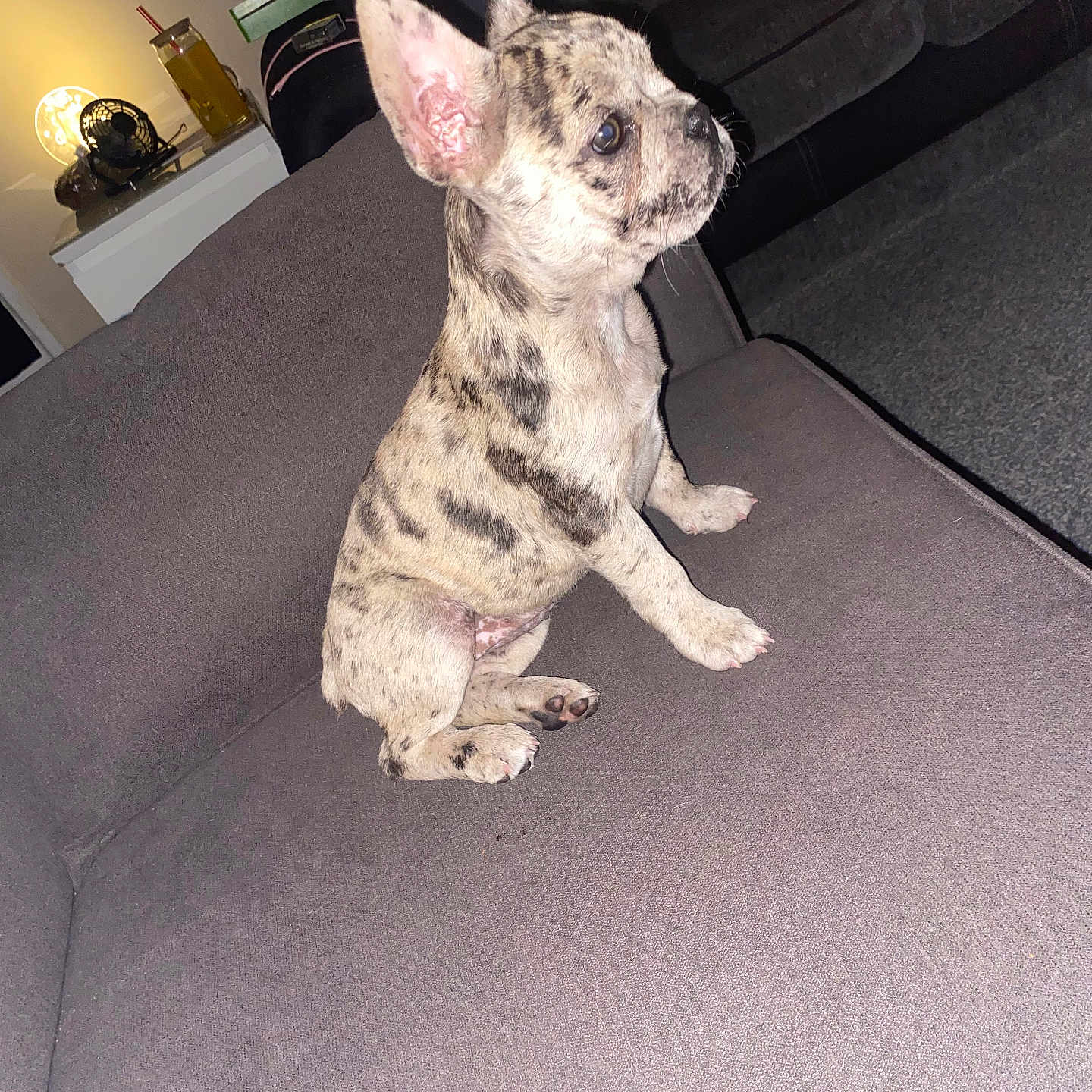 Ruby joined the competition — help win amazing prizes! animal, attention, brindle, carpet, couch, cute, dog, domestic, drink, ears_up, fan, french_bulldog, fur, home, indoor, pet, puppy, side_table, sitting, young_dog