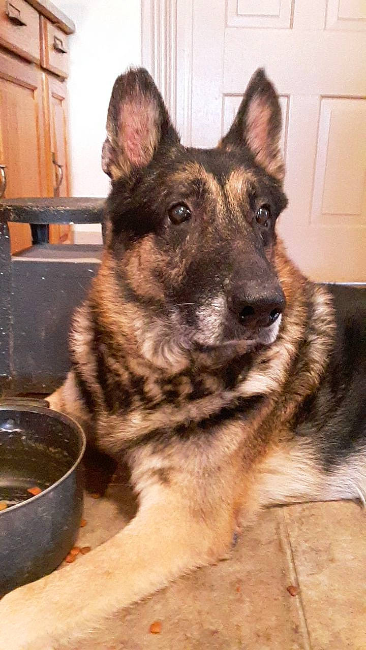 Buckeye joined the competition — help win amazing prizes! bohemian_shepherd, canidae, carnivore, dog, dog_breed, east_european_shepherd, fawn, german_shepherd_dog, king_shepherd, kunming_wolfdog, mammal, native_american_indian_dog, norwegian_elkhound, old_german_shepherd_dog, rare_breed_dog, shiloh_shepherd_dog, snout, vertebrate