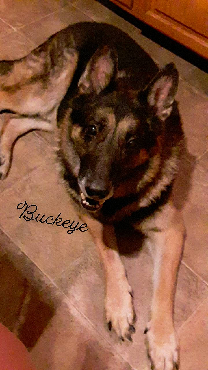 Buckeye is registered to the contest to win money with this photo: canidae, carnivore, dog, dog_breed, east_european_shepherd, german_shepherd_dog, king_shepherd, kunming_wolfdog, mammal, native_american_indian_dog, norwegian_elkhound, old_german_shepherd_dog, rare_breed_dog, seppala_siberian_sleddog, shiloh_shepherd_dog, tamaskan_dog, vertebrate, wolfdog, working_dog