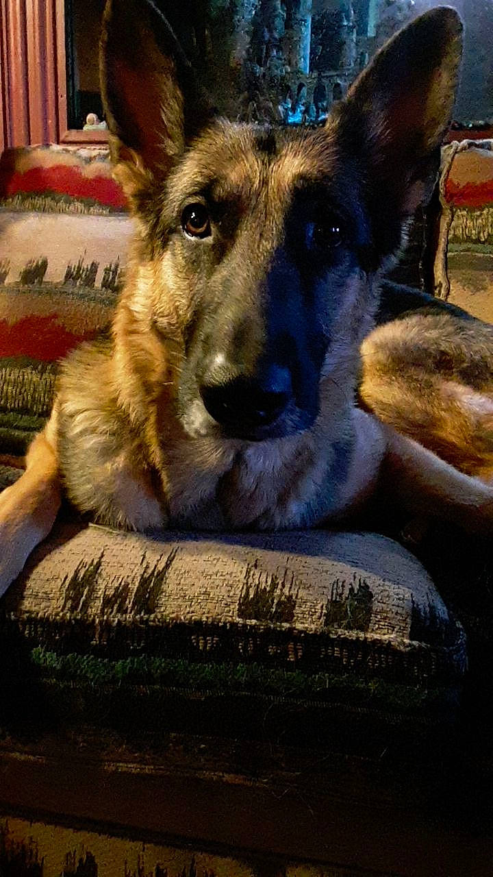 Luna is registered to the contest to win money with this photo: belgian_shepherd_malinois, canidae, carnivore, dog, dog_breed, east_european_shepherd, fawn, german_shepherd_dog, king_shepherd, kunming_wolfdog, mammal, old_german_shepherd_dog, shiloh_shepherd_dog, snout, vertebrate, working_dog