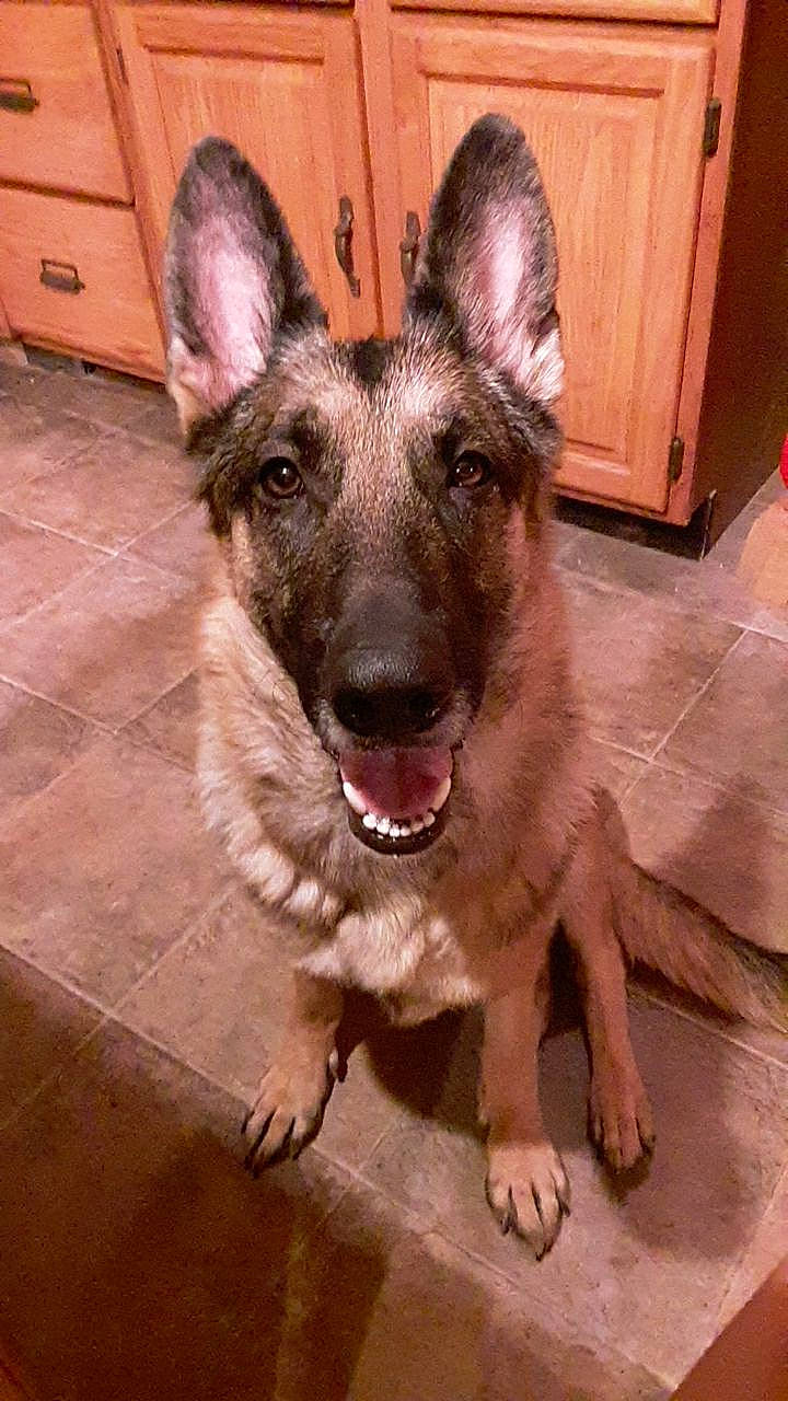 Luna joined the competition — help win amazing prizes! belgian_shepherd, belgian_shepherd_malinois, canidae, carnivore, dog, dog_breed, east_european_shepherd, fawn, german_shepherd_dog, king_shepherd, kunming_wolfdog, laekenois, mammal, old_german_shepherd_dog, rare_breed_dog, shiloh_shepherd_dog, snout, tervuren, vertebrate, working_dog