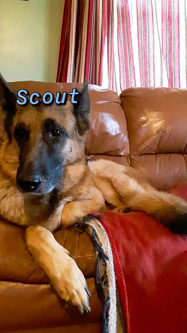 Scout joined the competition — help win amazing prizes! belgian_shepherd_malinois, canidae, carnivore, dog, dog_breed, fawn, german_shepherd_dog, mammal, room, snout, vertebrate