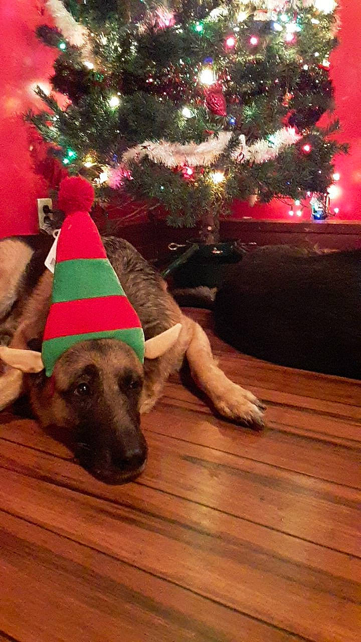 Scout is registered to the contest to win money with this photo: canidae, carnivore, christmas, christmas_decoration, christmas_eve, christmas_lights, christmas_ornament, christmas_tree, dog, dog_breed, event, fawn, fir, holiday, interior_design, party_hat, sporting_group, tree