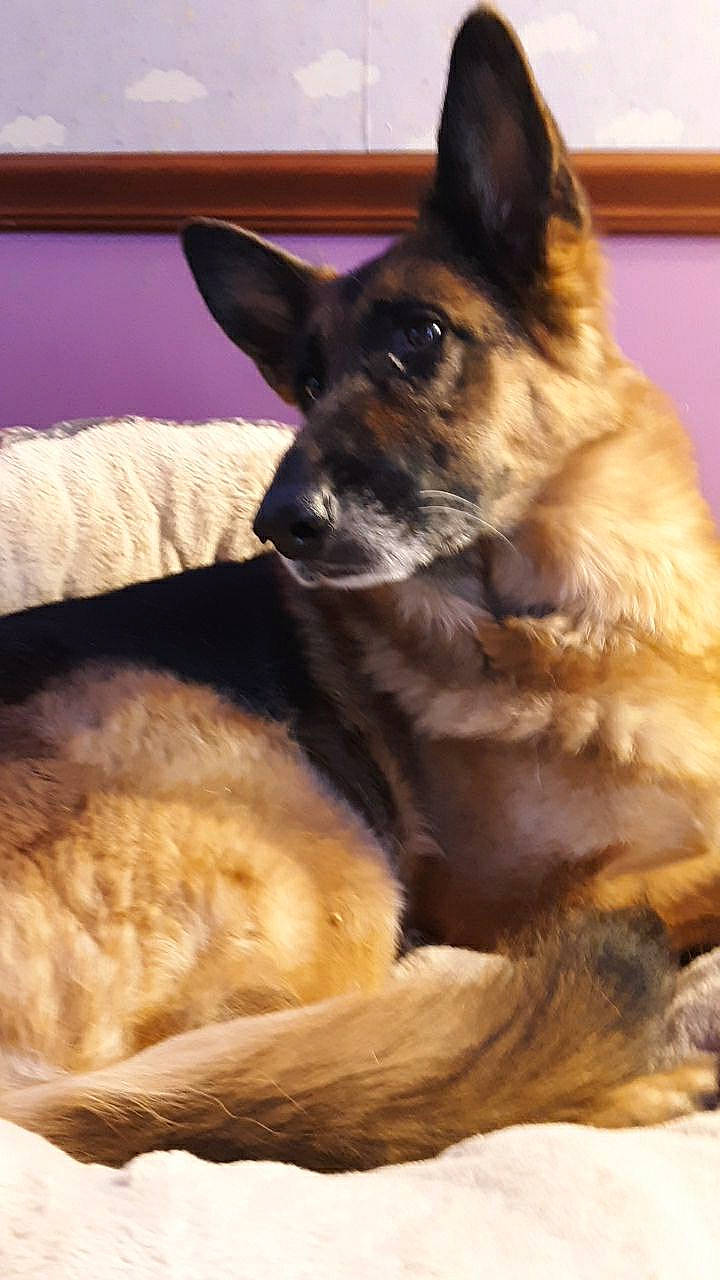 Harley is registered to the contest to win money with this photo: belgian_shepherd, belgian_shepherd_malinois, canidae, carnivore, dog, dog_breed, east_european_shepherd, fawn, german_shepherd_dog, king_shepherd, mammal, norwegian_elkhound, old_german_shepherd_dog, shiloh_shepherd_dog, snout, tervuren, vertebrate