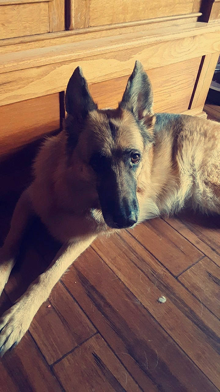 Uno joined the competition — help win amazing prizes! belgian_shepherd, belgian_shepherd_malinois, canidae, carnivore, dog, dog_breed, east_european_shepherd, german_shepherd_dog, king_shepherd, kunming_wolfdog, mammal, native_american_indian_dog, norwegian_buhund, norwegian_elkhound, old_german_shepherd_dog, shiloh_shepherd_dog, tamaskan_dog, tervuren, vertebrate, wolfdog