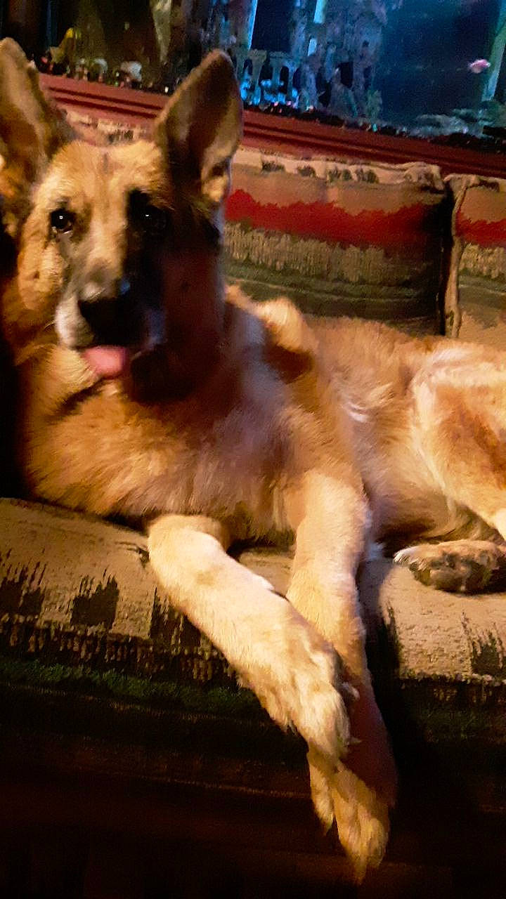 Uno is registered to the contest to win money with this photo: belgian_shepherd, belgian_shepherd_malinois, canidae, carnivore, dog, dog_breed, east_european_shepherd, fawn, german_shepherd_dog, king_shepherd, kunming_wolfdog, laekenois, mammal, old_german_shepherd_dog, shiloh_shepherd_dog, tervuren, vertebrate