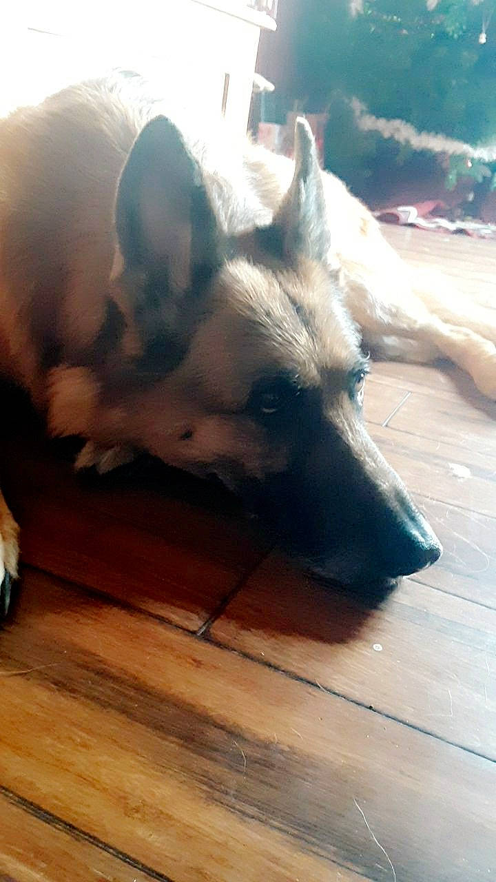 Uno joined the competition — help win amazing prizes! canidae, carnivore, dog, dog_breed, ear, fawn, german_shepherd_dog, snout