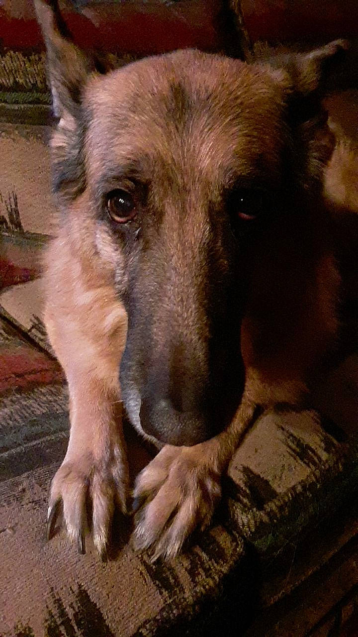 Uno joined the competition — help win amazing prizes! belgian_shepherd_malinois, canidae, carnivore, dog, dog_breed, fawn, german_shepherd_dog, mammal, snout, street_dog, vertebrate