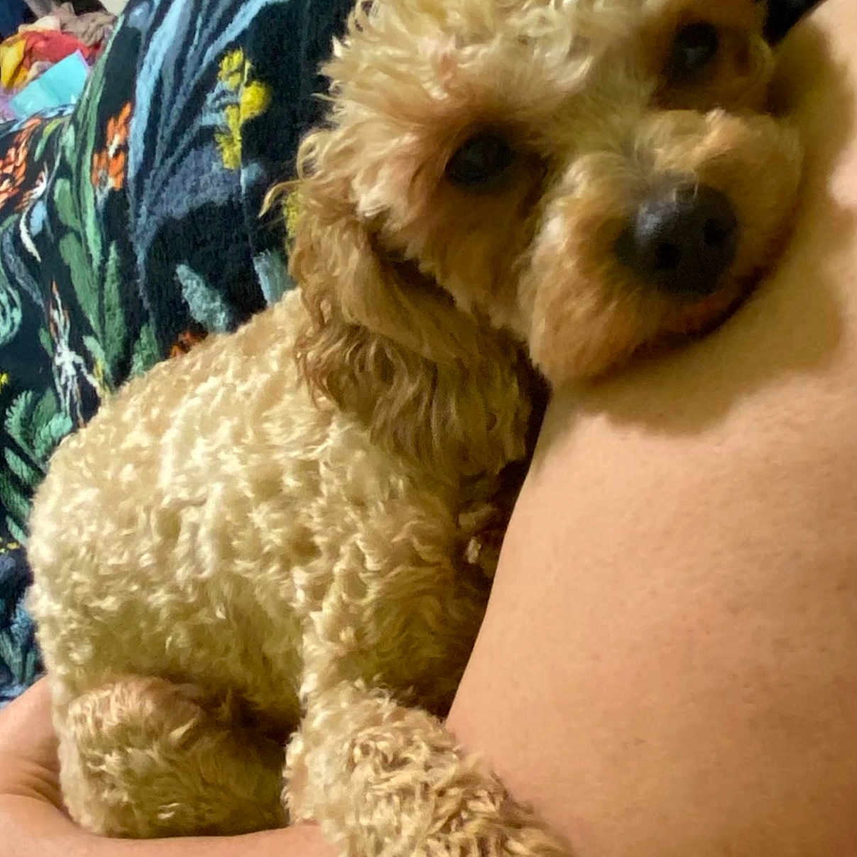 Lucy is registered to the contest to win money with this photo: animal, arm, blanket, close_up, comfort, companion, cozy, curly_fur, cute, dog, domestic, furry, indoor, light_brown, person, pet, relaxed, resting, snuggling, warm