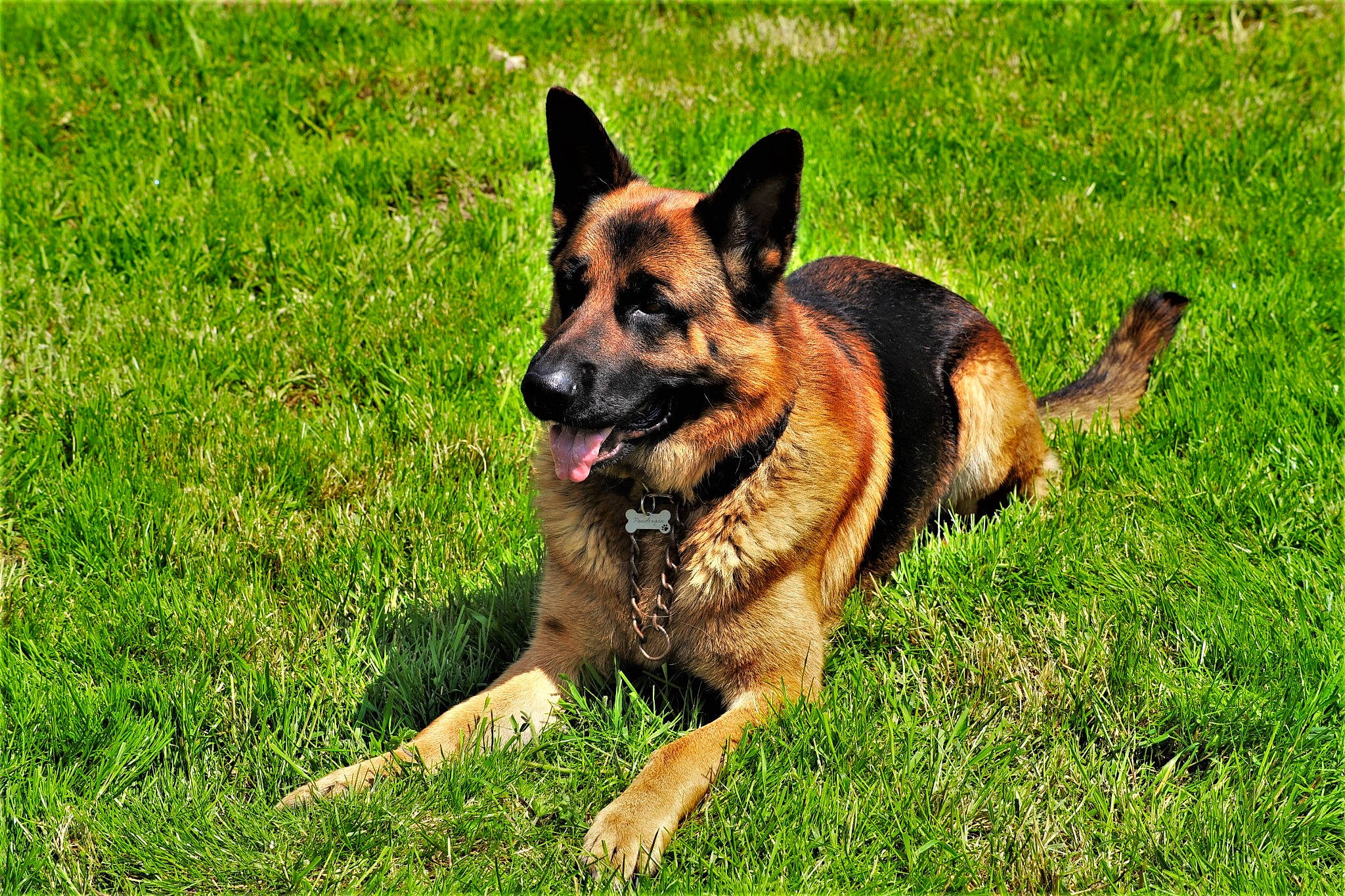 Pandragon participe au concours pour gagner de l'argent avec cette photo : biting, canidae, carnivore, dog, dog_breed, east_european_shepherd, fawn, german_shepherd_dog, grass, heat, herbaceous_plant, herding_dog, king_shepherd, law_enforcement, old_german_shepherd_dog, snout, sporting_group, terrestrial_animal, wildlife, working_dog