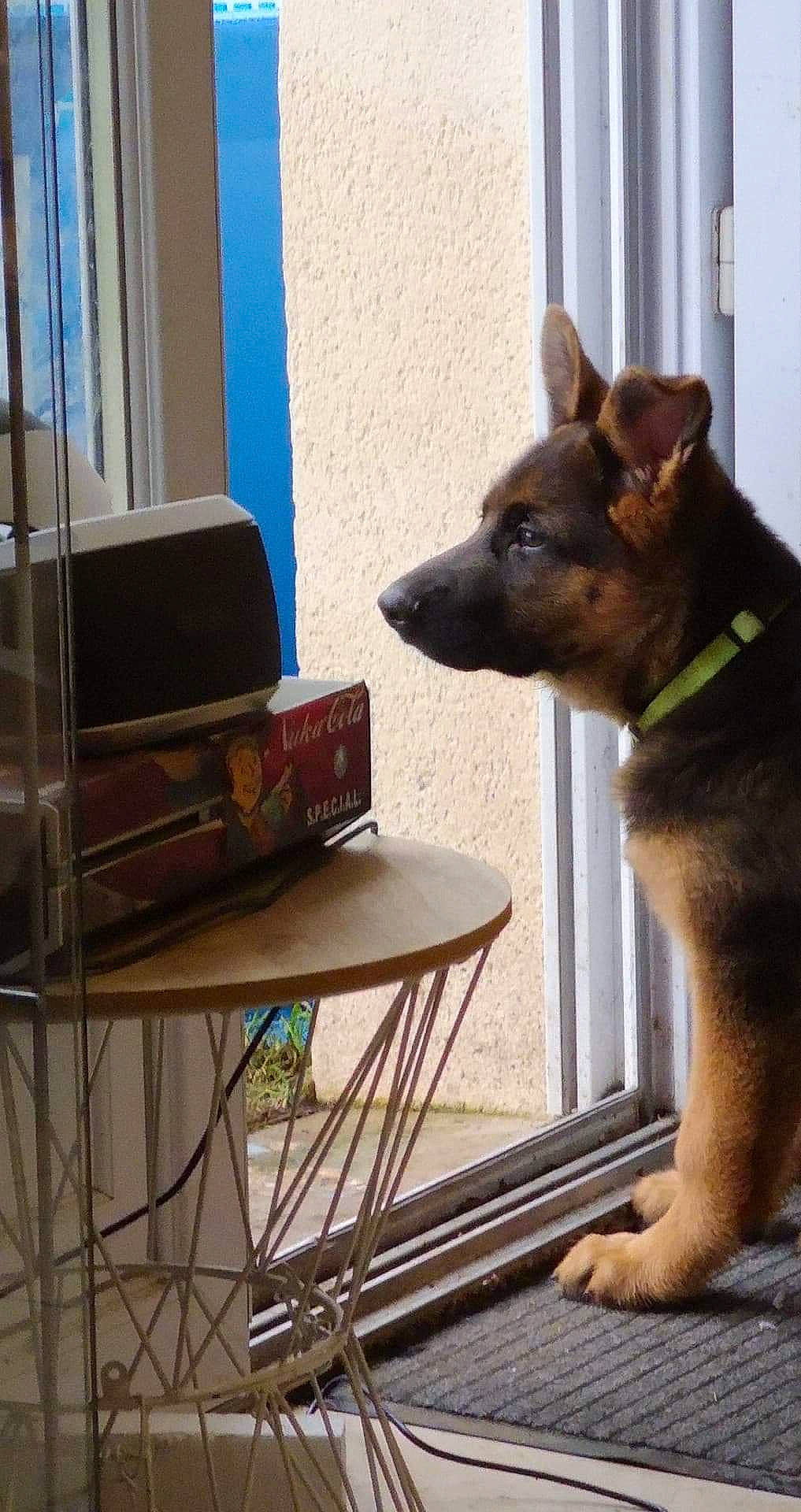 Pandragon a rejoint le concours — aidez-le/la à gagner de superbes lots ! canidae, carnivore, dog, dog_breed, fawn, german_shepherd_dog, interior_design, mammal, new_guinea_singing_dog, vertebrate, window