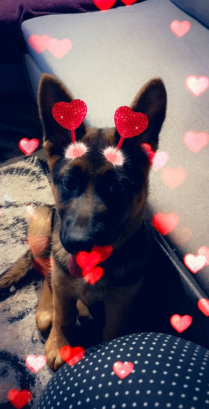 Pandragon a rejoint le concours — aidez-le/la à gagner de superbes lots ! canidae, carnivore, dog, dog_breed, ear, fashion_accessory, fawn, fur, mammal, paw, puppy