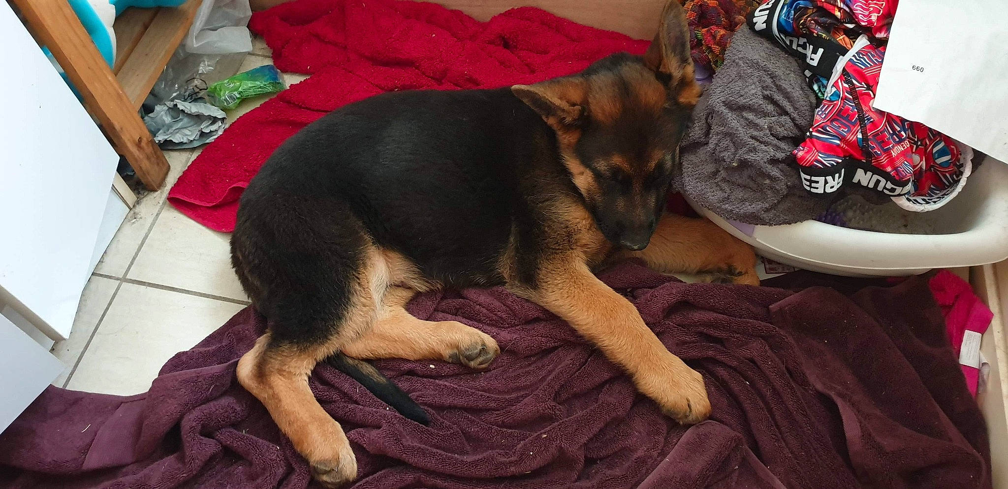 Pandragon participe au concours pour gagner de l'argent avec cette photo : canidae, carnivore, dog, dog_breed, east_european_shepherd, fawn, german_shepherd_dog, king_shepherd, mammal, paw, puppy, snout, vertebrate