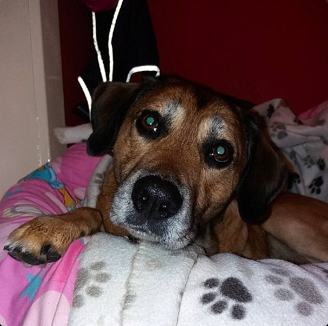 Lewis is registered to the contest to win money with this photo: canidae, carnivore, comfort, companion_dog, dog, dog_bed, dog_breed, dog_supply, fawn, fur, linens, paw, snout, sporting_group, whiskers, working_animal