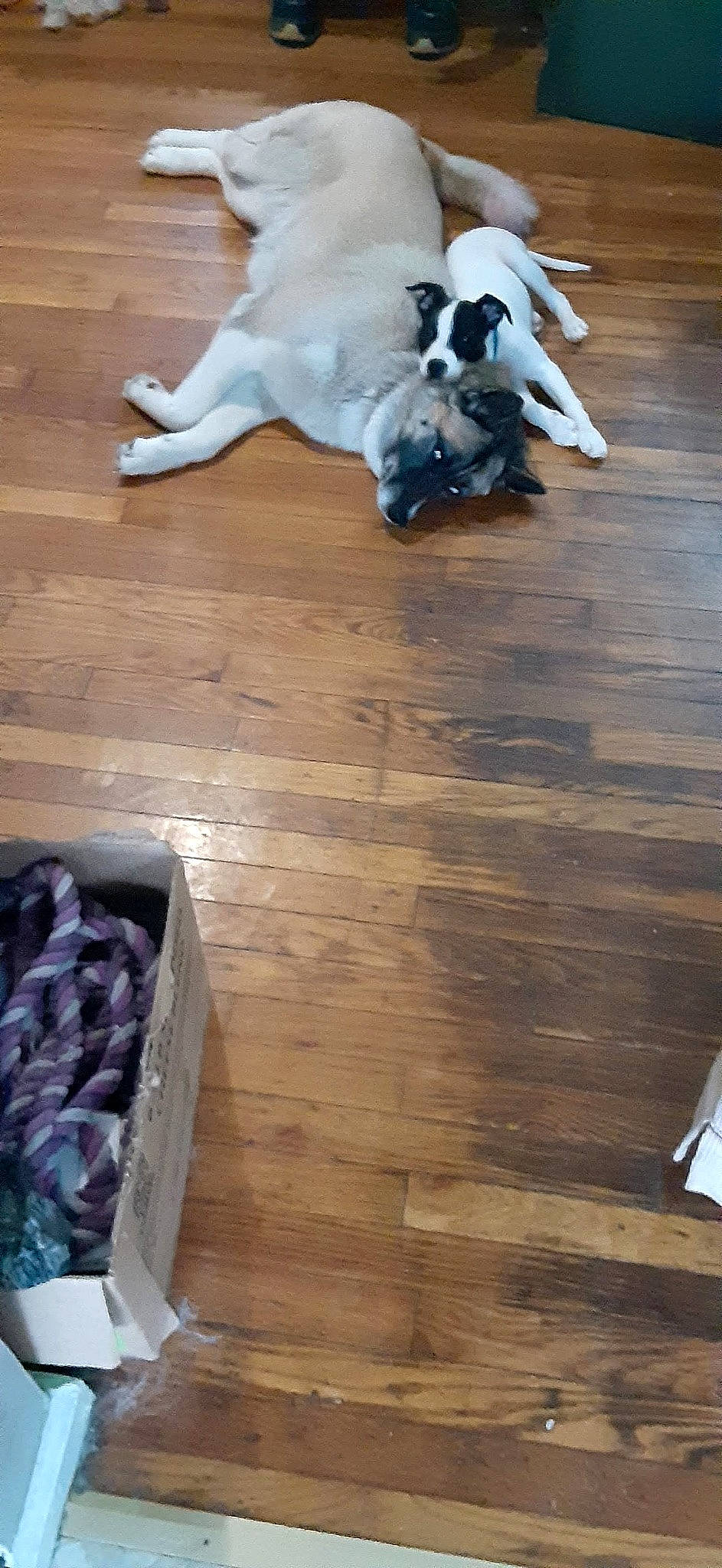 Wyzar James is registered to the contest to win money with this photo: carnivore, comfort, companion_dog, dog, dog_breed, fawn, felidae, floor, flooring, hardwood, laminate_flooring, plank, plywood, snout, tail, varnish, whiskers, wood, wood_flooring, wood_stain