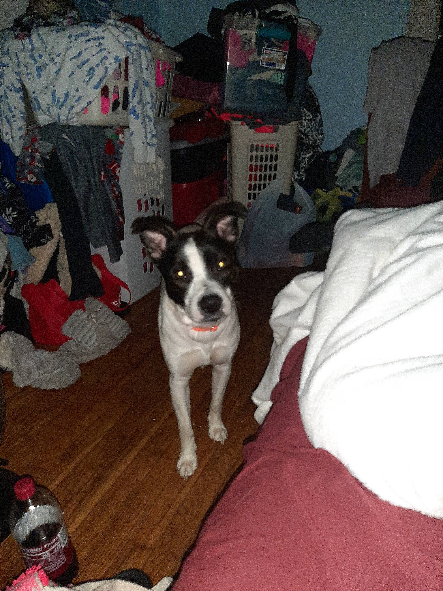 Wyzar James joined the competition — help win amazing prizes! canidae, carmine, chair, comfort, companion_dog, couch, dog, dog_breed, dog_supply, fawn, flooring, fur, guard_dog, linens, non_sporting_group, paw, room, sporting_group, tail, toy_dog