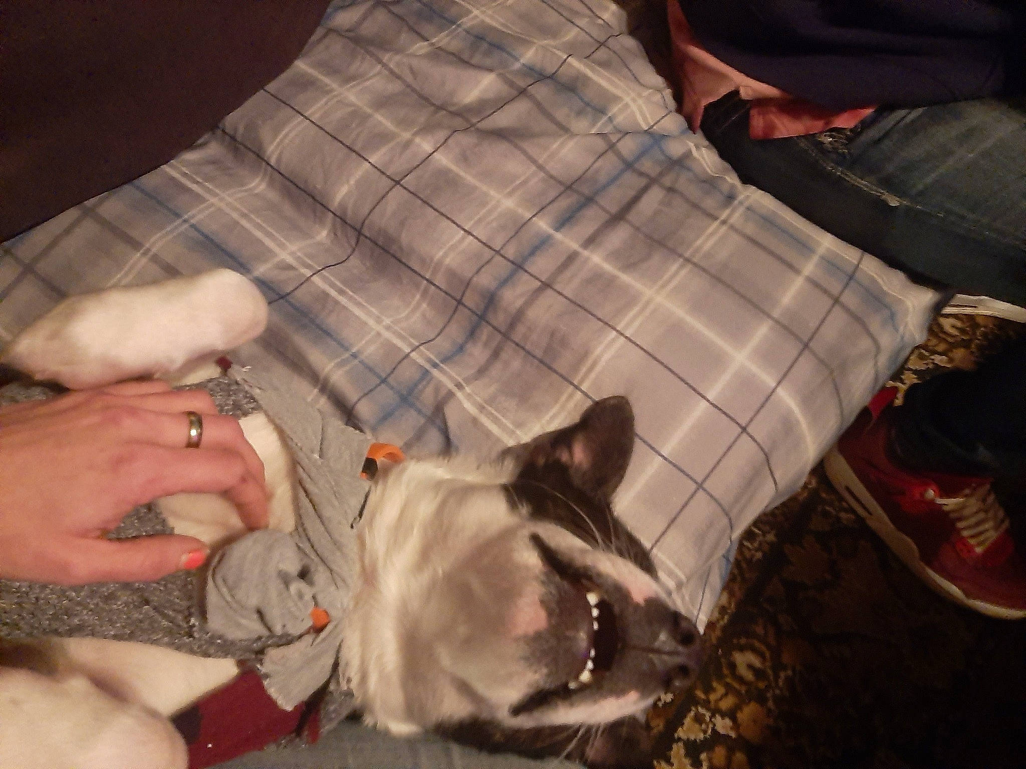 Wyzar James is registered to the contest to win money with this photo: canidae, cat, comfort, domestic_short_haired_cat, fawn, felidae, finger, fur, gesture, linens, nail, pattern, plaid, plastic_bag, small_to_medium_sized_cats, sporting_group, tartan, whiskers, wrinkle, wrist