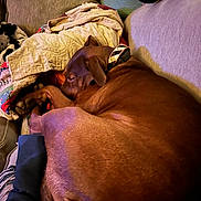 Penny is registered to the contest to win money with this photo: dog, brown_dog, sleeping, couch, blanket, pillow, indoor, cozy, resting, pet, collar, furniture, home, relaxing, comfort, canine, nap, soft_lighting, warm_colors, domestic