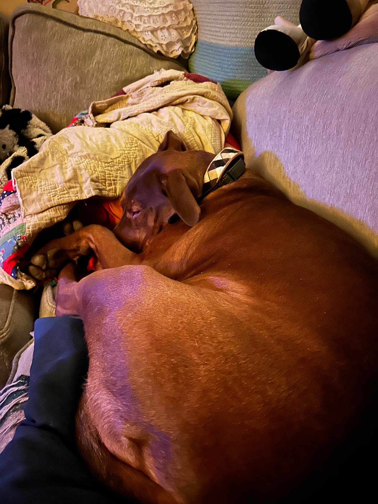 Penny is registered to the contest to win money with this photo: dog, brown_dog, sleeping, couch, blanket, pillow, indoor, cozy, resting, pet, collar, furniture, home, relaxing, comfort, canine, nap, soft_lighting, warm_colors, domestic