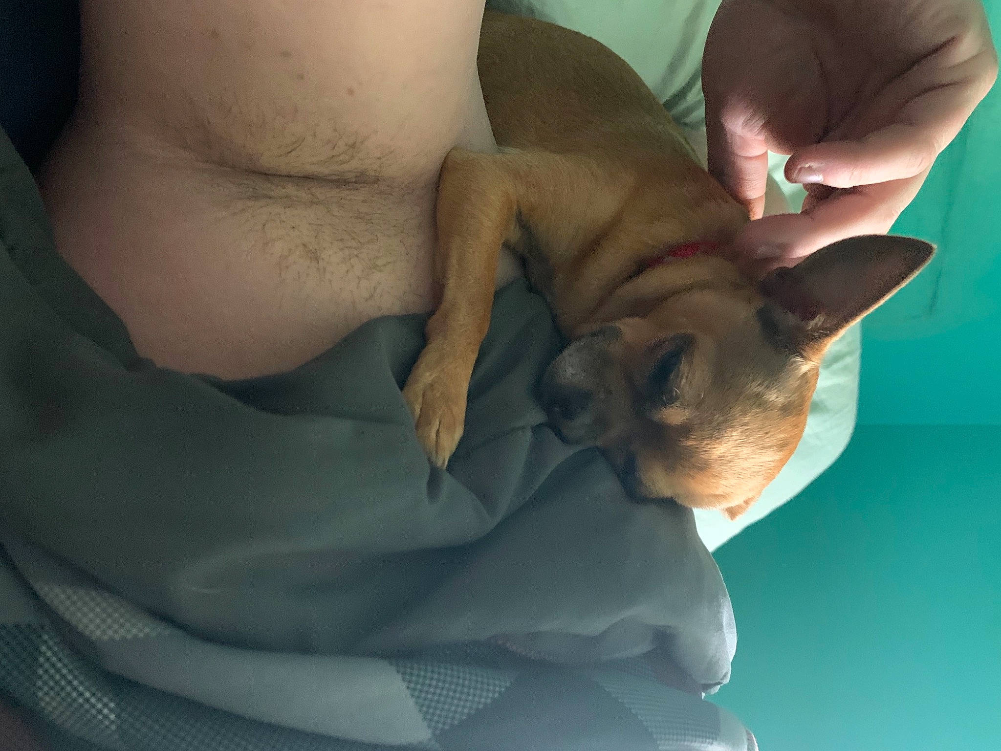 Raptor is registered to the contest to win money with this photo: abdomen, carnivore, comfort, ear, elbow, eyelash, felidae, finger, gesture, hand, jaw, joint, nail, skin, small_to_medium_sized_cats, thumb, trunk, whiskers, wrinkle, wrist