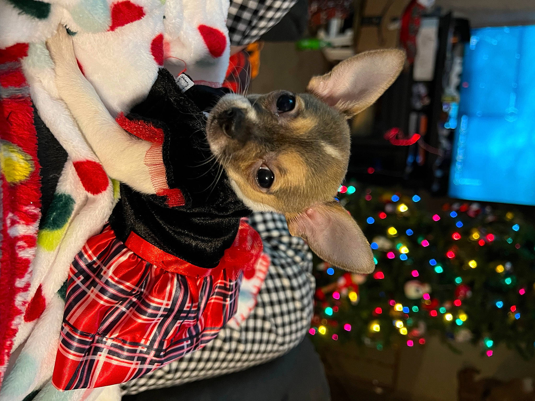 Ecko joined the competition — help win amazing prizes! carmine, christmas, christmas_eve, christmas_ornament, costume_hat, dog_clothes, event, fashion_accessory, fawn, fictional_character, fur, holiday, party_supply, pattern, plaid, plush, snout, stuffed_toy, tartan, toy