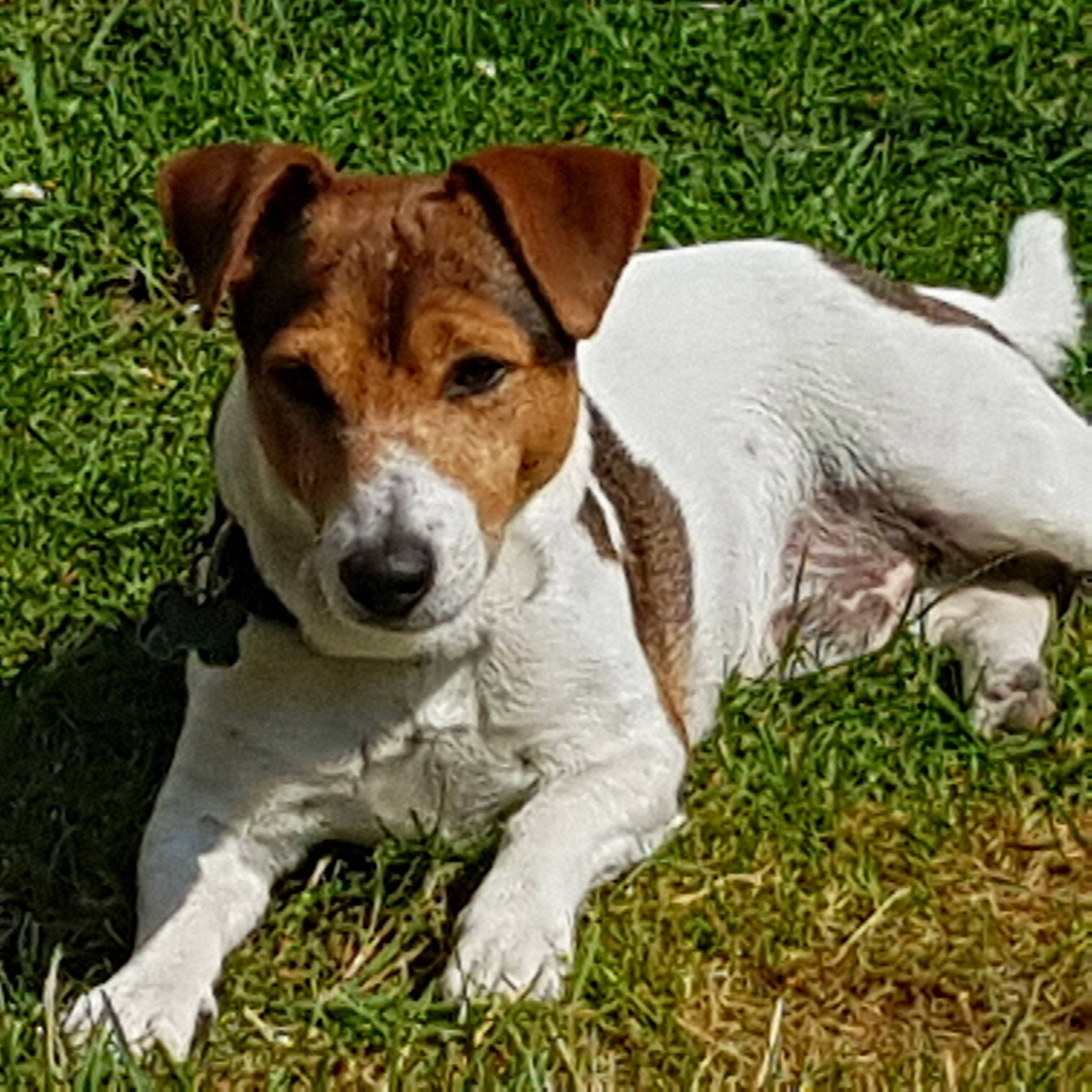 Idefix participe au concours pour gagner de l'argent avec cette photo : ancient_dog_breeds, canidae, carnivore, collar, companion_dog, dog, dog_breed, fawn, grass, hunting_dog, irishjacks, plant, puppy, snout, sporting_group, terrestrial_animal, terrier, whiskers, working_animal