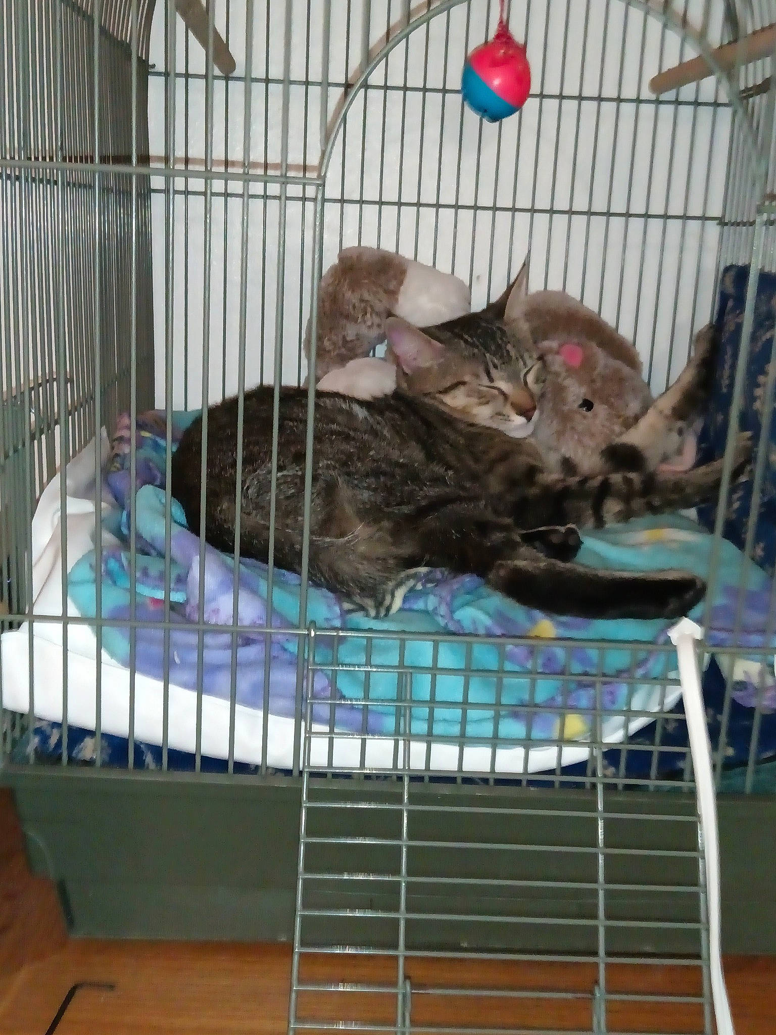 Pixie joined the competition — help win amazing prizes! animal_shelter, cage, carnivore, cat, cat_supply, comfort, dog_supply, domestic_short_haired_cat, fawn, felidae, fur, kennel, mesh, pet_supply, service, small_to_medium_sized_cats, tail, terrestrial_animal, vertebrate, whiskers