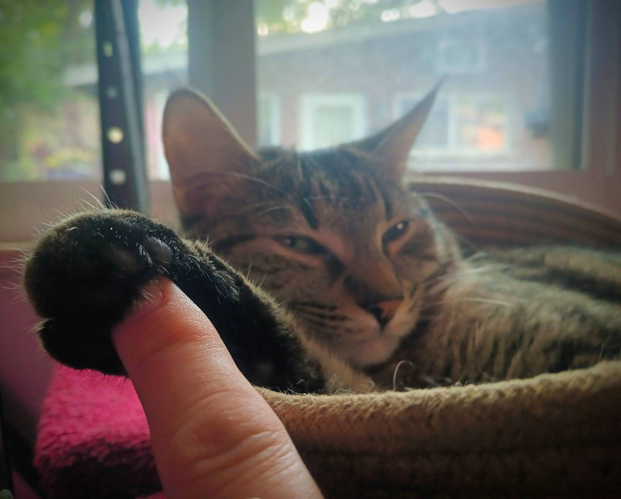 Pixie is registered to the contest to win money with this photo: carnivore, cat, cloud, comfort, couch, domestic_short_haired_cat, eye, felidae, fur, head, human_leg, mammal, morning, paw, sky, small_to_medium_sized_cats, snout, tail, whiskers, window