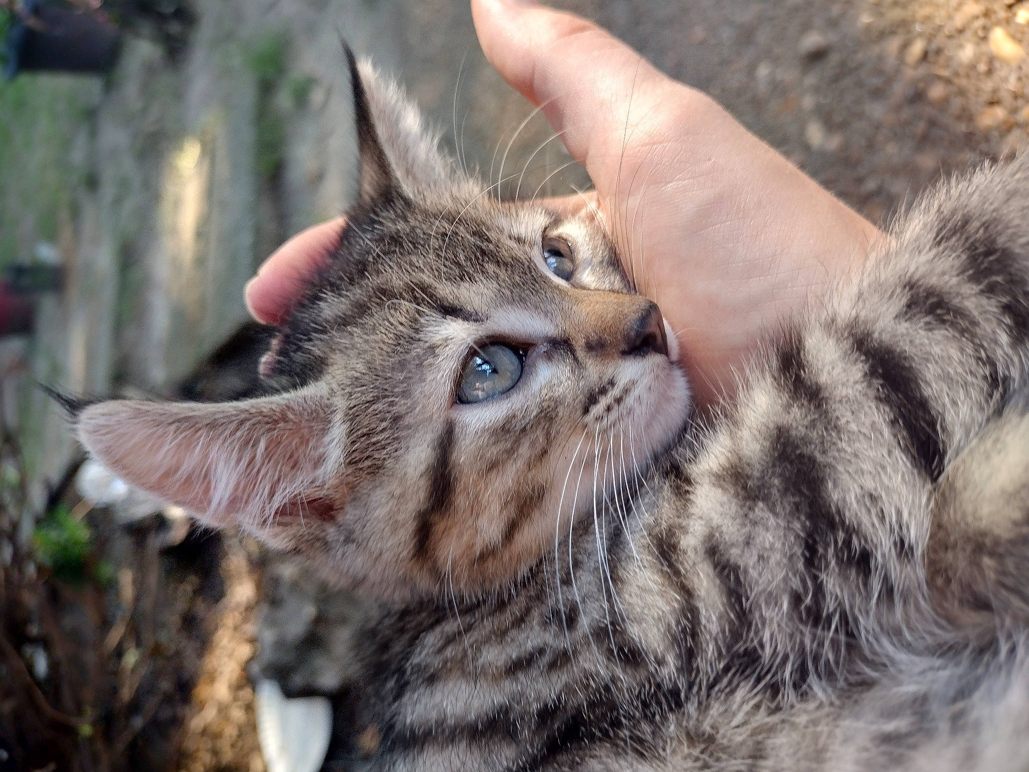 Pixie joined the competition — help win amazing prizes! bobcat, carnivore, cat, claw, domestic_short_haired_cat, felidae, fur, grass, paw, plant, small_to_medium_sized_cats, snout, soil, terrestrial_animal, tree, whiskers, wildlife