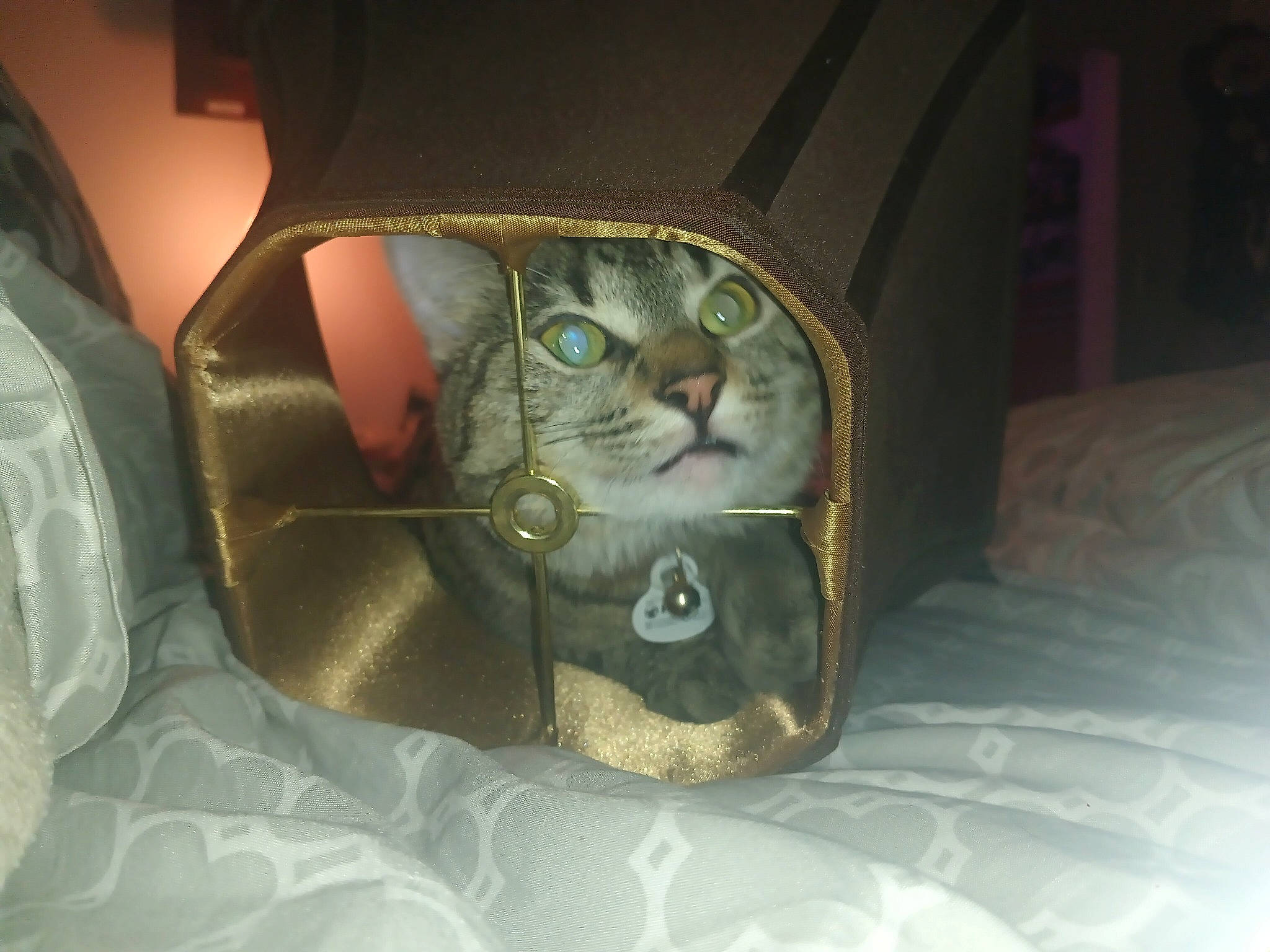 Pixie is registered to the contest to win money with this photo: bag, carnivore, cat, cat_supply, comfort, darkness, domestic_short_haired_cat, felidae, fur, linens, luggage_and_bags, pattern, room, small_to_medium_sized_cats, snout, tail, whiskers