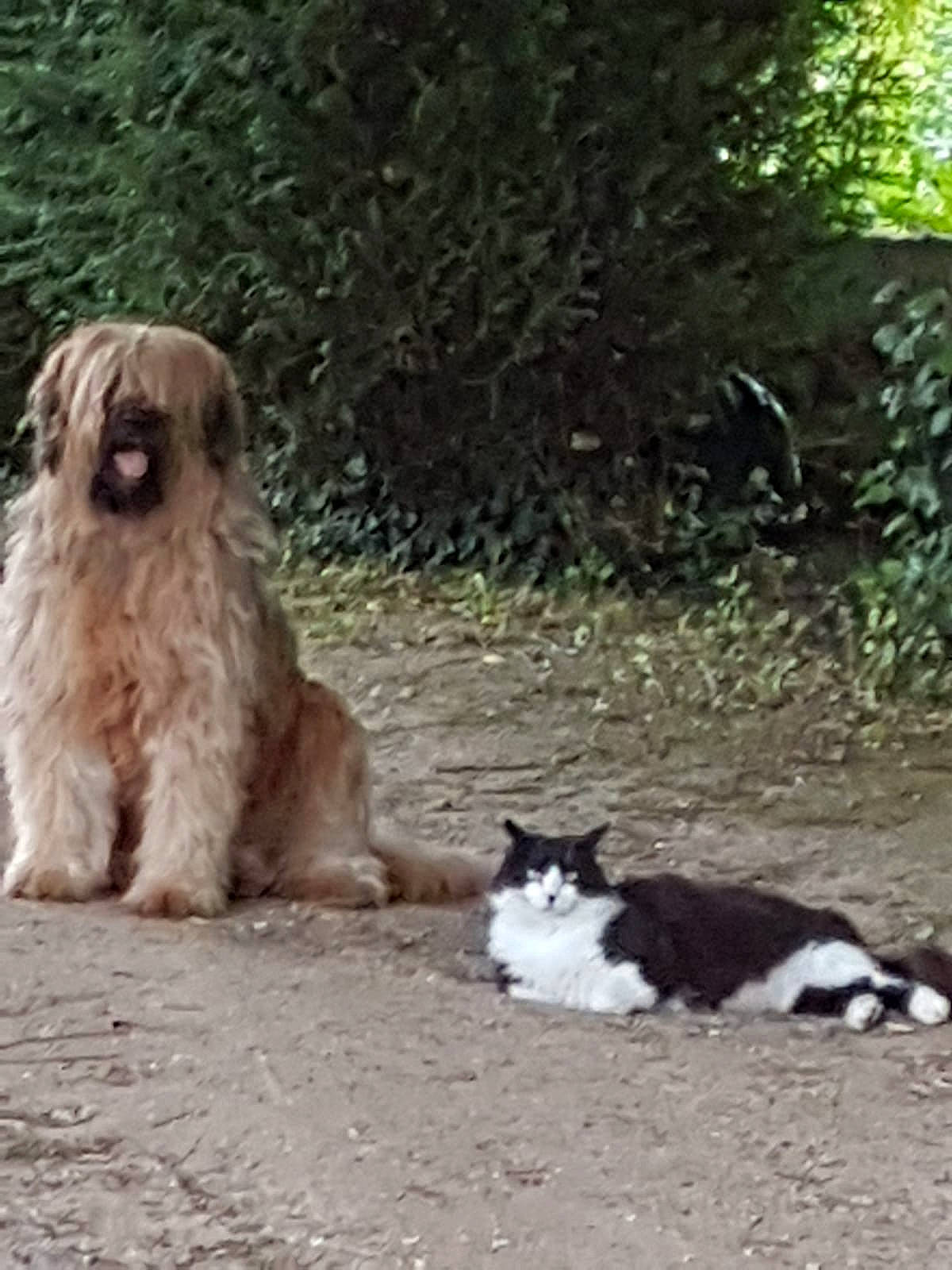 Jade Alias Boumboum participe au concours pour gagner de l'argent avec cette photo : canidae, carnivore, cat, cockapoo, dog, dog_breed, felidae, mammal, petit_basset_griffon_vendeen, romanian_mioritic_shepherd_dog, small_to_medium_sized_cats, sporting_group, tail, terrier, tibetan_terrier, vertebrate