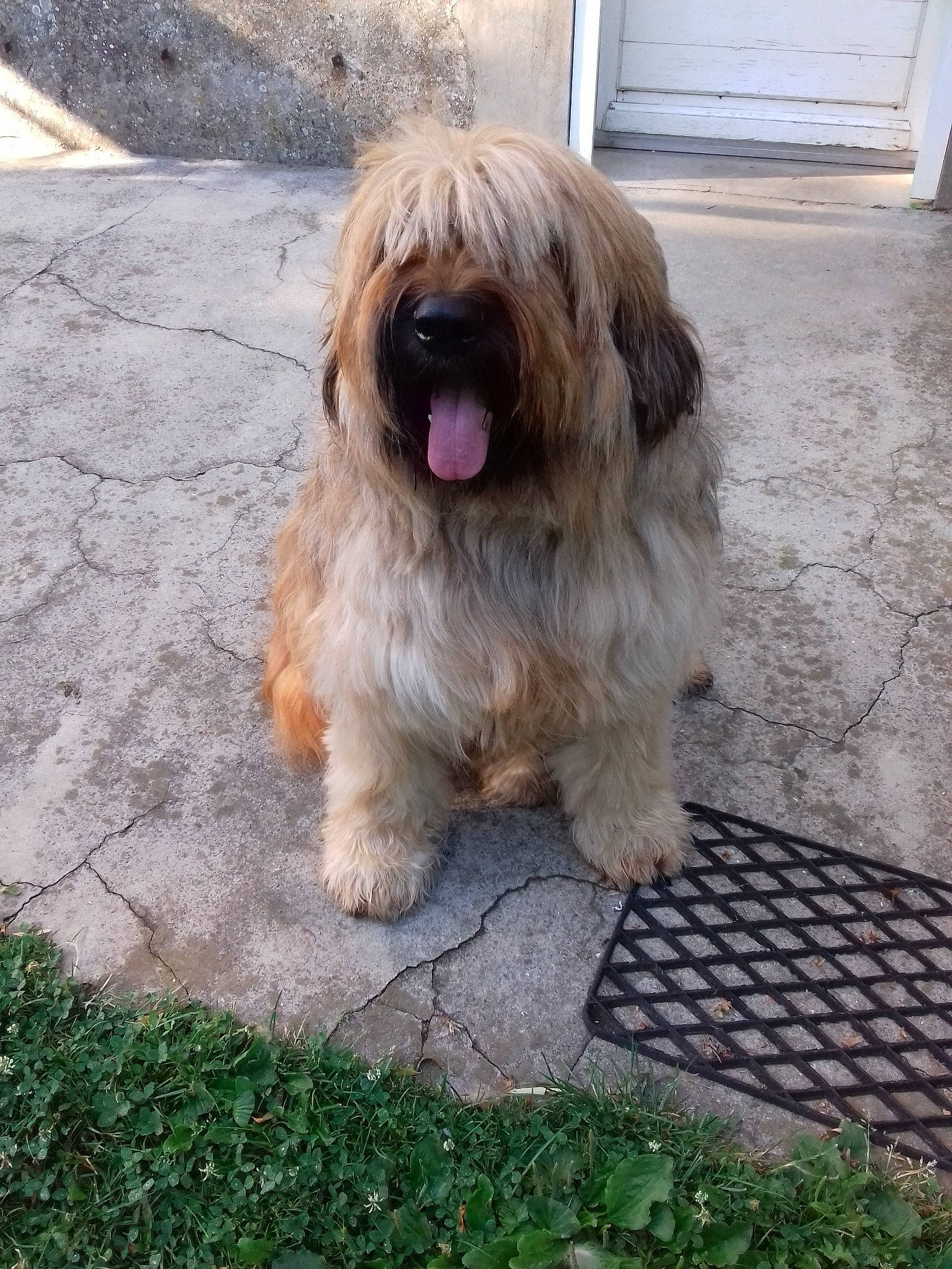 Jade Alias Boumboum participe au concours pour gagner de l'argent avec cette photo : briard, canidae, cao_da_serra_de_aires, carnivore, catalan_sheepdog, companion_dog, dog, dog_breed, glen_of_imaal_terrier, lhasa_apso, mammal, polish_lowland_sheepdog, rare_breed_dog, romanian_mioritic_shepherd_dog, sapsali, shih_tzu, sporting_group, terrier, tibetan_terrier, vertebrate