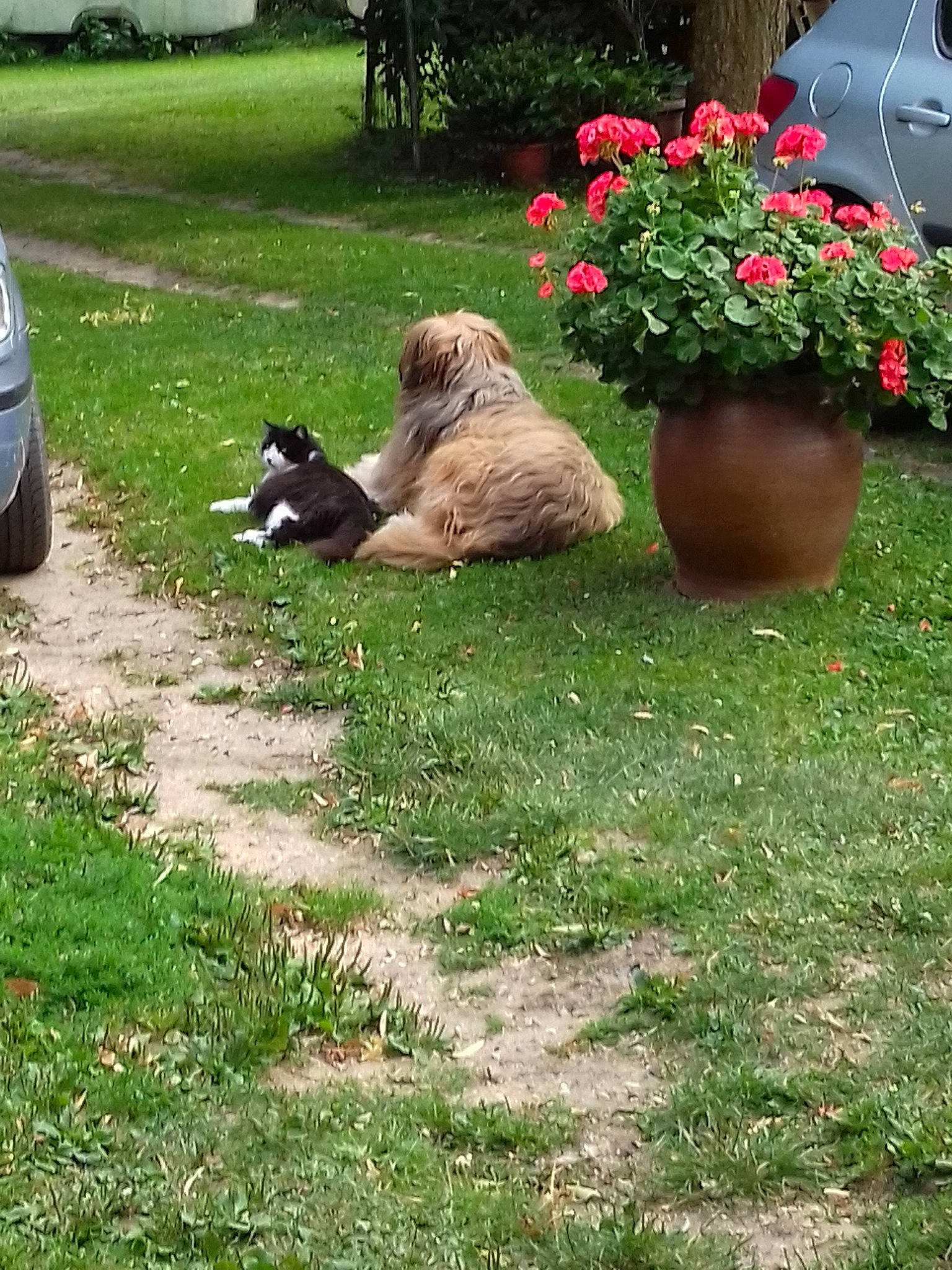 Jade Alias Boumboum participe au concours pour gagner de l'argent avec cette photo : backyard, canidae, carnivore, dog, dog_breed, fawn, garden, grass, grass_family, lawn, plant, sporting_group, yard