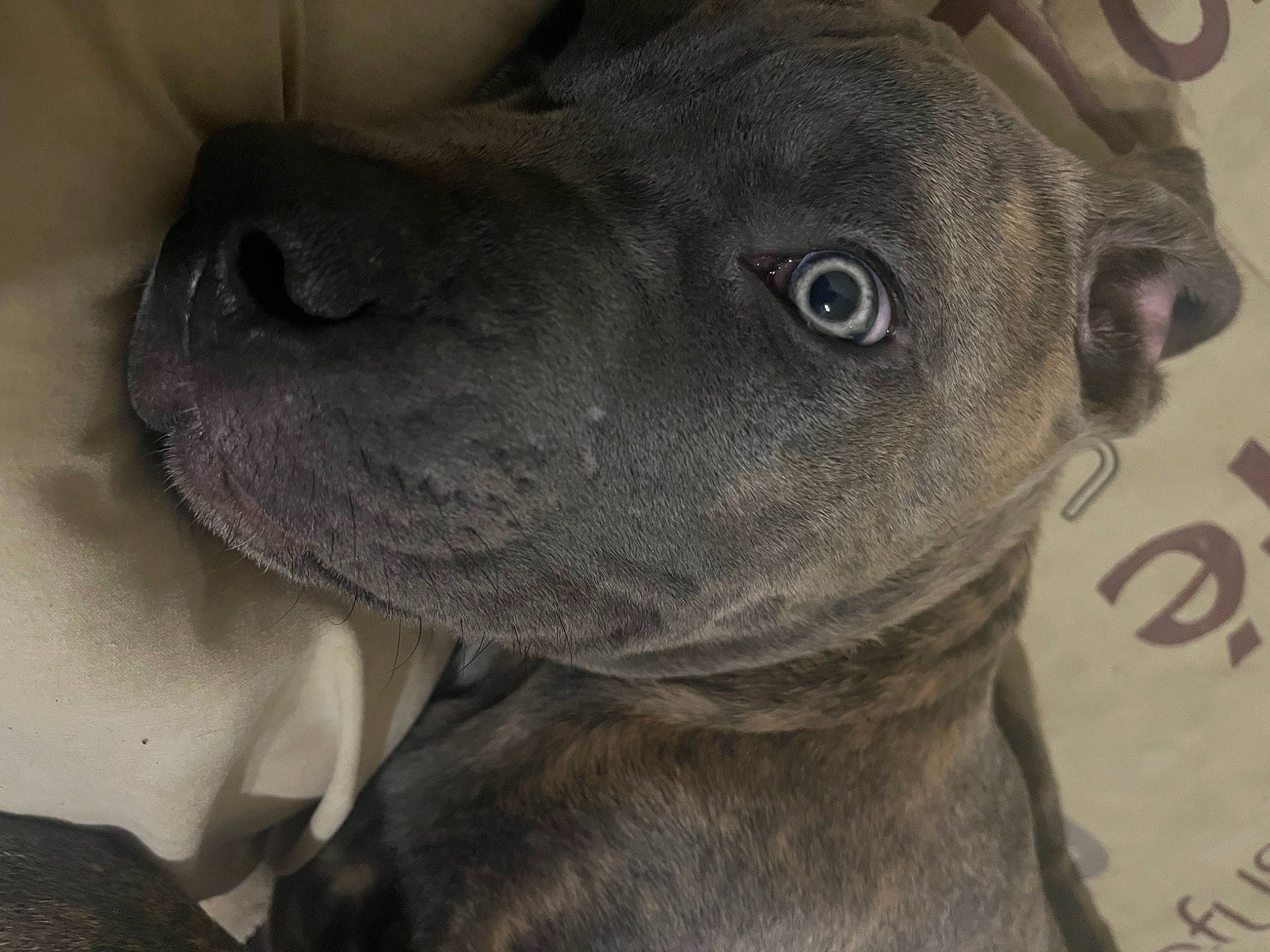 Chien participe au concours pour gagner de l'argent avec cette photo : carnivore, companion_dog, dog, dog_breed, ear, fawn, non_sporting_group, sporting_group, terrestrial_animal, whiskers, working_animal