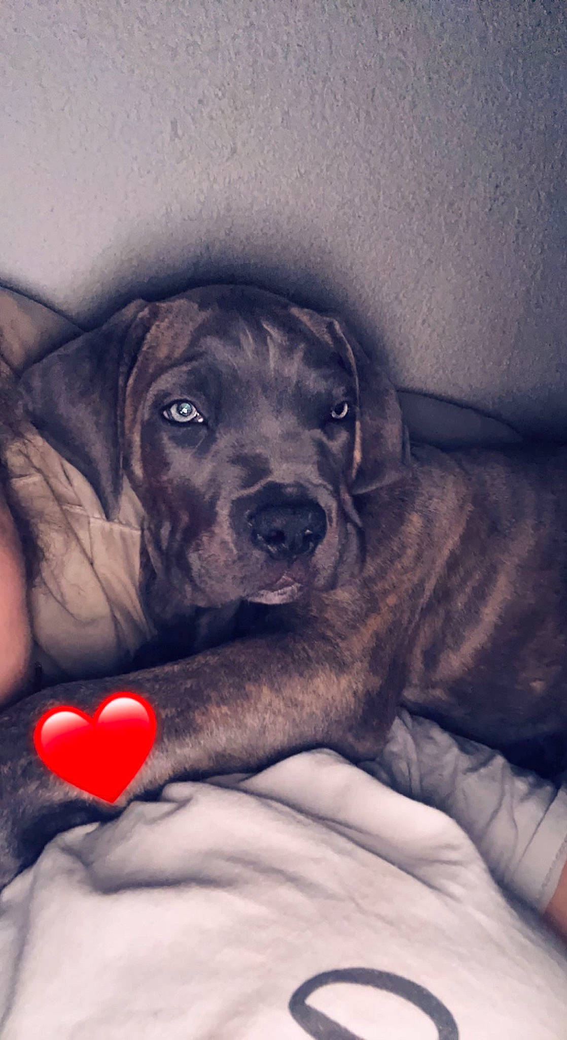 Chien participe au concours pour gagner de l'argent avec cette photo : canidae, carmine, carnivore, comfort, companion_dog, dog, dog_breed, dog_collar, fawn, flash_photography, fur, gesture, hand, nail, paw, sitting, snout, sporting_group, whiskers, working_animal