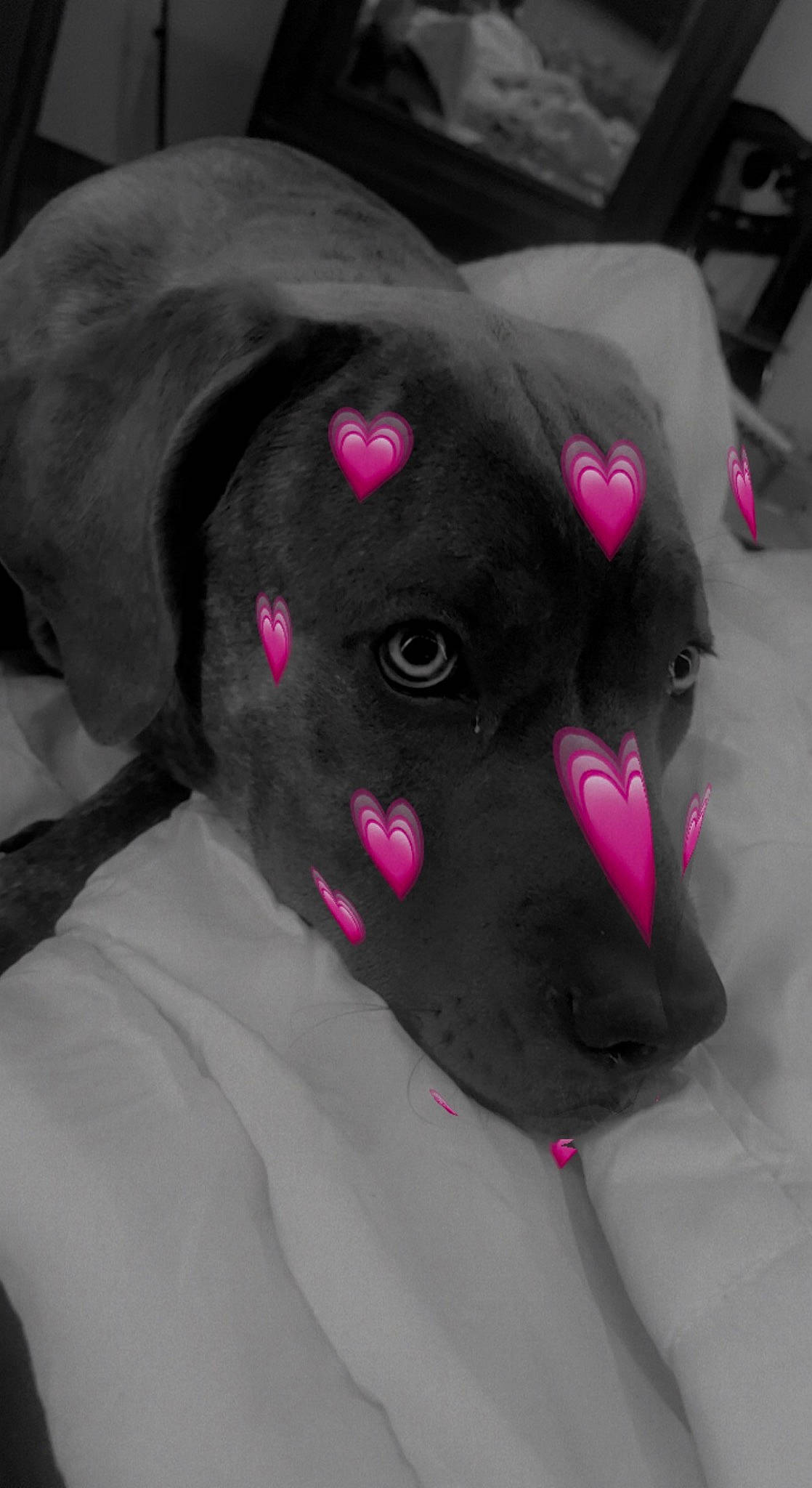 Chien a rejoint le concours — aidez-le/la à gagner de superbes lots ! canidae, carmine, carnivore, collar, companion_dog, dog, dog_breed, dog_supply, fashion_accessory, fur, grey, magenta, pet_supply, pink, plush, snout, sporting_group, terrestrial_animal, whiskers, working_animal