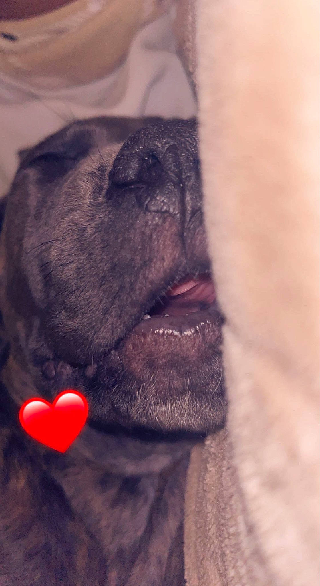Chien participe au concours pour gagner de l'argent avec cette photo : carmine, carnivore, comfort, companion_dog, dog, dog_breed, ear, fawn, fur, gesture, human_body, liver, magenta, nose, snout, sporting_group, terrestrial_animal, whiskers, working_animal, wrinkle