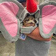 Miss Ethel Mae is registered to the contest to win money with this photo: animal, bulldog, casual_clothing, close_up, costume, dog, elephant_costume, glasses, gray_ears, gray_shirt, headwear, holding, indoor, man, party_hat, pet, pink_ears, shopping_cart, store_aisle, warehouse