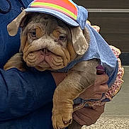 Miss Ethel Mae joined the competition — help win amazing prizes! bulldog, puppy, dog, pet, costume, clothing, cap, wrinkles, cute, animal, mammal, domestic_animal, person, hand, holding, outdoor, blue, ruffle, face, expression