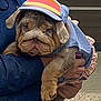 bulldog, puppy, dog, pet, costume, clothing, cap, wrinkles, cute, animal, mammal, domestic_animal, person, hand, holding, outdoor, blue, ruffle, face, expression