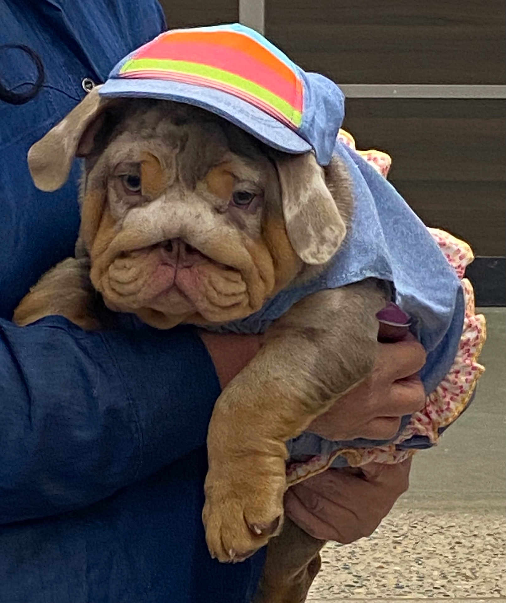 Miss Ethel Mae joined the competition — help win amazing prizes! bulldog, puppy, dog, pet, costume, clothing, cap, wrinkles, cute, animal, mammal, domestic_animal, person, hand, holding, outdoor, blue, ruffle, face, expression