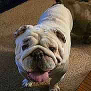 Wally is registered to the contest to win money with this photo: english_bulldog, dog, pet, indoor, carpet, tongue_out, wrinkles, close_up, animal, canine, cute, companion, friendly, domestic, mammal, house, floor, looking_up, face, ears