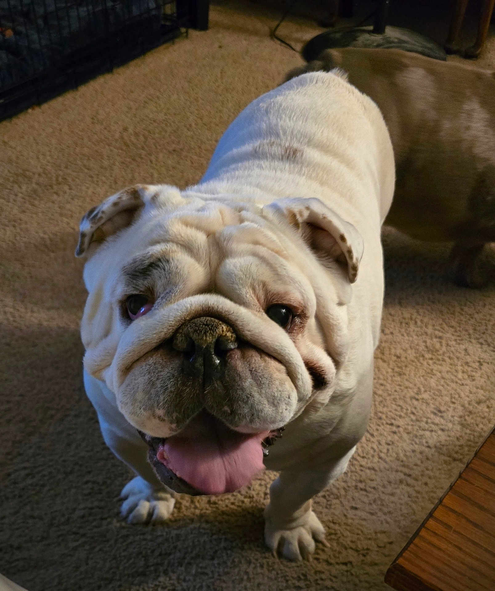 Wally is registered to the contest to win money with this photo: english_bulldog, dog, pet, indoor, carpet, tongue_out, wrinkles, close_up, animal, canine, cute, companion, friendly, domestic, mammal, house, floor, looking_up, face, ears